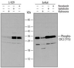 Human/Mouse/Rat Phospho-CDC2/CDK1 (Y15) Antibody, R D Systems 100&mu;g;