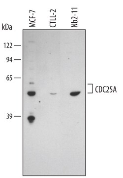 Human/Mouse/Rat CDC25A Antibody, R D Systems 25&mu;g; Unlabeled:Antibodies,