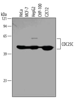 Human/Mouse/Rat CDC25C Antibody, R D Systems 25&mu;g; Unlabeled:Antibodies,