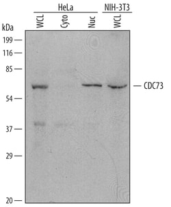 Human/Mouse CDC73 Antibody, R D Systems 25&mu;g; Unlabeled:Antibodies,