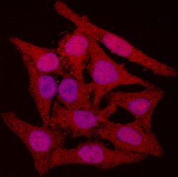 Human/Mouse CDK4 Antibody, R D Systems 100&mu;g; Unlabeled:Antibodies,
