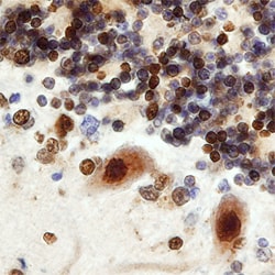 Human CDK5 Activator 1 Antibody, R D Systems 25&mu;g; Unlabeled:Antibodies,