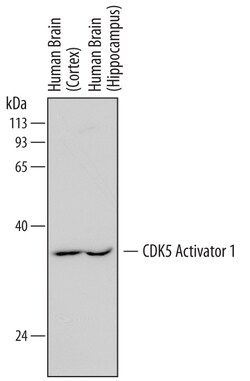 Human CDK5 Activator 1 Antibody, R D Systems 100ug; Unlabeled:Antibodies,