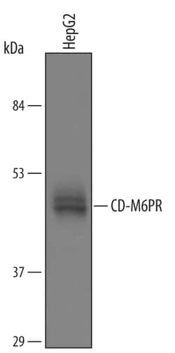Human CD-M6PR Lumenal Domain Antibody, R D Systems 100&mu;g; Unlabeled:Antibodies,