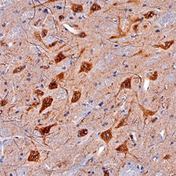 Mouse CDNF Antibody, R D Systems 100&mu;g; Unlabeled:Antibodies, Polyclonal