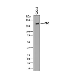 Mouse CDO Antibody, R D Systems 100&mu;g; Unlabeled:Antibodies, Polyclonal