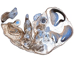 Mouse CDO Biotinylated Antibody, R D Systems 50&mu;g; Biotin:Antibodies,