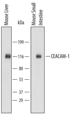 Mouse CEACAM-1/CD66a Antibody, R D Systems 25&mu;g; Unlabeled:Antibodies,