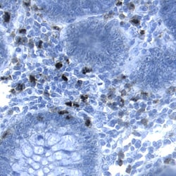 Human CEACAM-1/CD66a Antibody, R D Systems 500&mu;g:Antibodies, Monoclonal