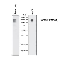 Human CEACAM-1/CD66a Antibody, R D Systems 500&mu;g:Antibodies, Monoclonal
