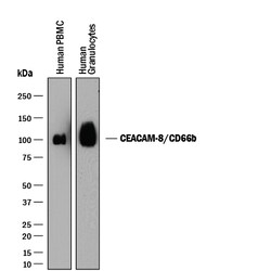 Human CEACAM-8/CD66b Antibody, R D Systems 25&mu;g; Unlabeled:Antibodies,