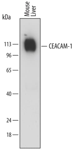 Mouse CEACAM-1/CD66a Antibody, R D Systems 25&mu;g; Unlabeled:Antibodies,
