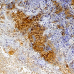 Human CEACAM-4 Antibody, R D Systems 100ug; Unlabeled:Antibodies, Monoclonal