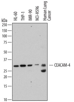 Human CEACAM-4 Antibody, R D Systems 100ug; Unlabeled:Antibodies, Monoclonal