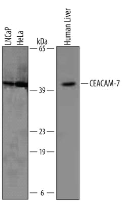 Human CEACAM-7 Antibody, R D Systems 25&mu;g; Unlabeled:Antibodies, Polyclonal