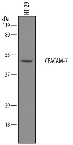 Human CEACAM-7 Biotinylated Antibody, R D Systems 50&mu;g; Biotin:Antibodies,