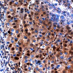 Human CEBP alpha Antibody, R D Systems 25&mu;g; Unlabeled:Antibodies, Polyclonal