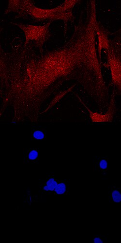 Human CEBP alpha Antibody, R D Systems 25&mu;g; Unlabeled:Antibodies, Monoclonal