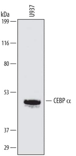 Human CEBP alpha Antibody, R D Systems 25&mu;g; Unlabeled:Antibodies, Monoclonal