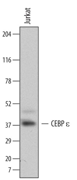 Human CEBP epsilon Antibody, R D Systems 100ug; Unlabeled:Antibodies, Monoclonal