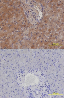 Human Cerberus 1 Antibody, R D Systems 500ug; Unlabeled:Antibodies