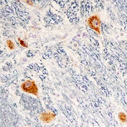 Human Cerebellin-2 Antibody, R D Systems 100 &mu;g | Buy Online | R&D Systems | Fisher Scientific