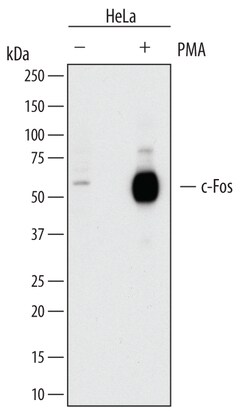 Human c-Fos Antibody, R D Systems 25 &mu;g | Buy Online | R&D Systems | Fisher Scientific