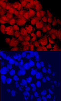 Human CHD1 Antibody, R D Systems 25&mu;g; Unlabeled:Antibodies, Monoclonal