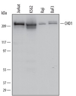 Human CHD1 Antibody, R D Systems 25&mu;g; Unlabeled:Antibodies, Monoclonal