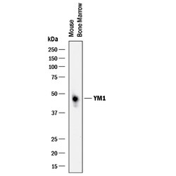Mouse YM1/Chitinase 3-like 3 Antibody, R D Systems 25&mu;g; Unlabeled:Antibodies,