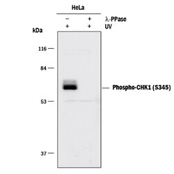 Human Phospho-Chk1 (S345) Antibody, R D Systems 25&mu;g; Unlabeled:Antibodies,