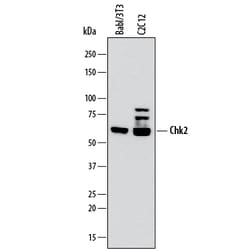 Mouse Chk2 Antibody, R D Systems 25&mu;g; Unlabeled:Antibodies, Monoclonal