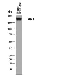 Mouse CHL-1/L1CAM-2 Antibody, R&D Systems&trade;