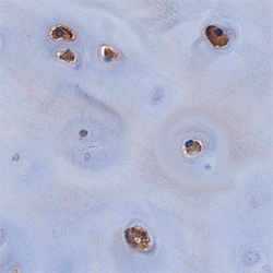 Human Chondroadherin Antibody, R D Systems Unlabeled; 100&mu;g:Antibodies,