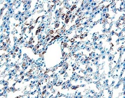 Mouse Chordin Antibody, R D Systems 100&mu;g; Unlabeled:Antibodies, Polyclonal
