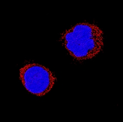 Human Chromogranin A Antibody, R D Systems 25 &mu;g | Buy Online | R&D Systems | Fisher Scientific