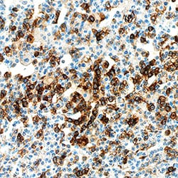 Human Chromogranin A Antibody, R D Systems 25 &mu;g | Buy Online | R&D Systems | Fisher Scientific