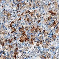 Human Chromogranin B Antibody, R D Systems 100&mu;g; Unlabeled:Antibodies,