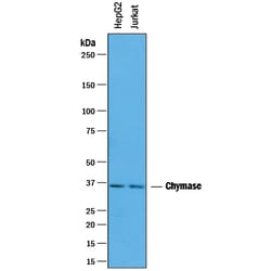 Human Chymase/CMA1 Antibody, R D Systems 100&mu;g; Unlabeled:Antibodies,