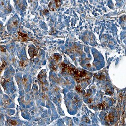 Human Chymotrypsin C/CTRC Antibody, R D Systems 25 &mu;g | Buy Online | R&D Systems | Fisher Scientific