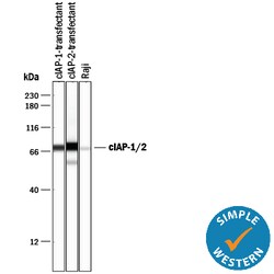 Human/Mouse cIAP Pan-specific Antibody, R D Systems 25&mu;g; Unlabeled:Antibodies,