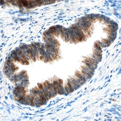 Human cIAP-1/HIAP-2 Antibody, R D Systems 100ug; Unlabeled:Antibodies,
