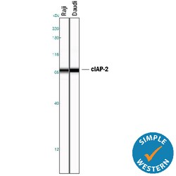 Human cIAP-2/HIAP-1 Antibody, R D Systems 100&mu;g; Unlabeled:Antibodies,