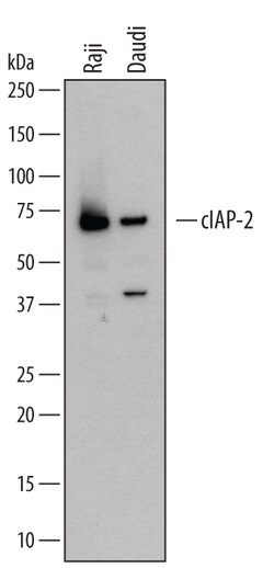 Human cIAP-2/HIAP-1 Antibody, R D Systems 100&mu;g; Unlabeled:Antibodies,