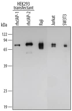 Human/Mouse cIAP Pan-specific Antibody, R D Systems 25&mu;g; Unlabeled:Antibodies,