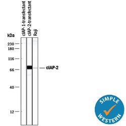 Human/Mouse cIAP-2/HIAP-1 Antibody, R D Systems 100ug; Unlabeled:Antibodies,