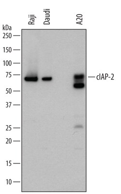 Human/Mouse cIAP-2/HIAP-1 Antibody, R D Systems 100ug; Unlabeled:Antibodies,