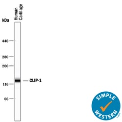 Human CILP-1 N-Terminal Fragment Antibody, R D Systems 100&mu;g; Unlabeled:Anticorps,