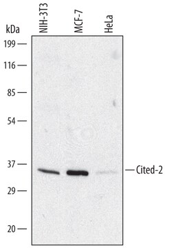 Human/Mouse Cited-2 Antibody, R D Systems 100ug; Unlabeled:Antibodies,