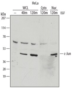 Human/Mouse c-Jun Antibody, R D Systems 25&mu;g; Unlabeled:Antibodies,